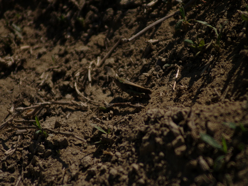 Acridiidae (foto poco chiara): Aiolopus strepens